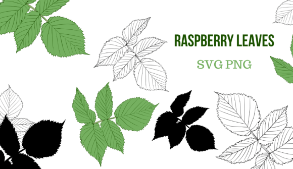 Raspberry Leaves PNG SVG Graphics & Illustrations